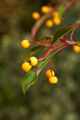 Photinia davidiana Fructo Lutea IMG_3780 Głogownik